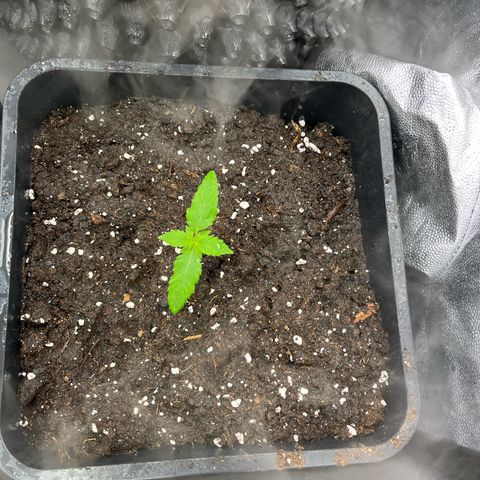 Pink Runtz Auto growlog timeline photo