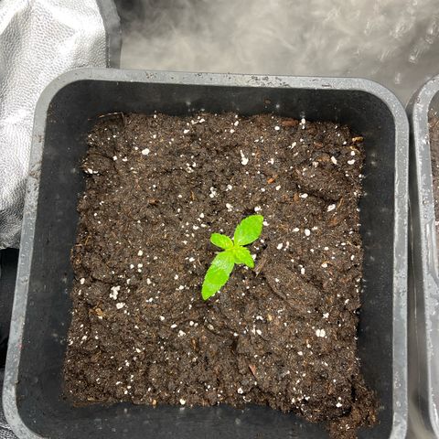 Pink Runtz Auto growlog timeline photo