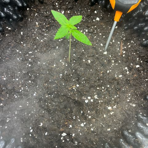 Pink Runtz Auto growlog timeline photo