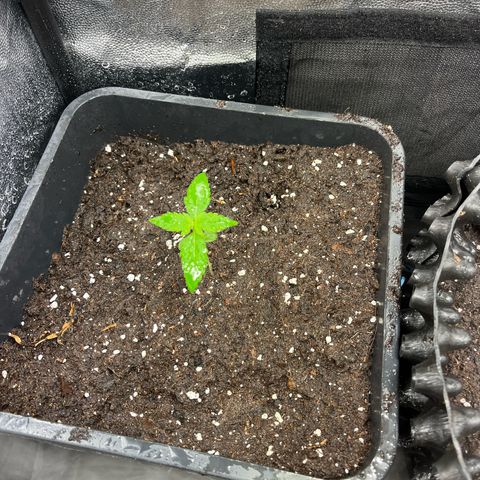 Pink Runtz Auto growlog timeline photo