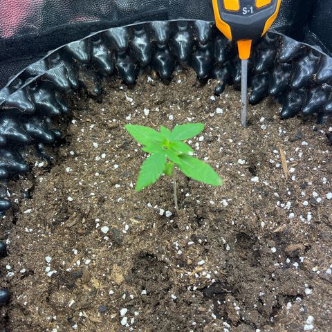 Pink Runtz Auto growlog timeline photo