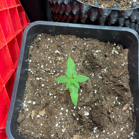 Pink Runtz Auto growlog timeline photo