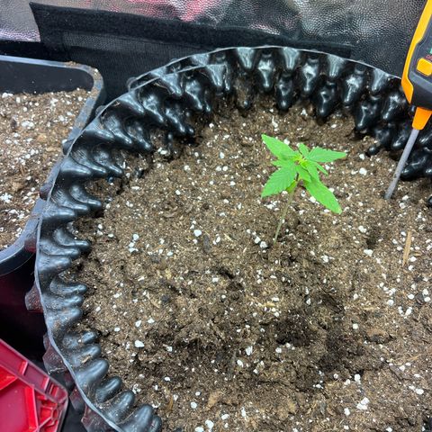 Pink Runtz Auto growlog timeline photo