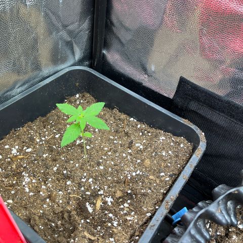 Pink Runtz Auto growlog timeline photo