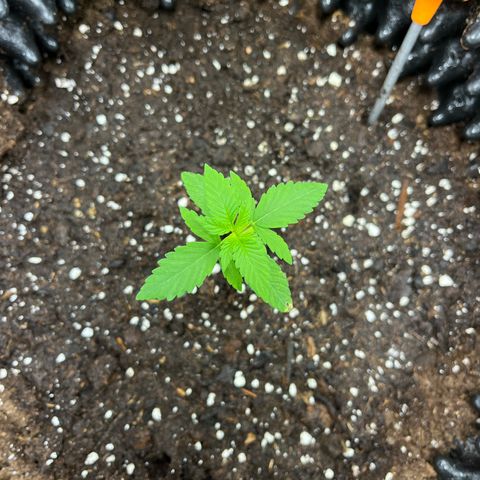 Pink Runtz Auto growlog timeline photo