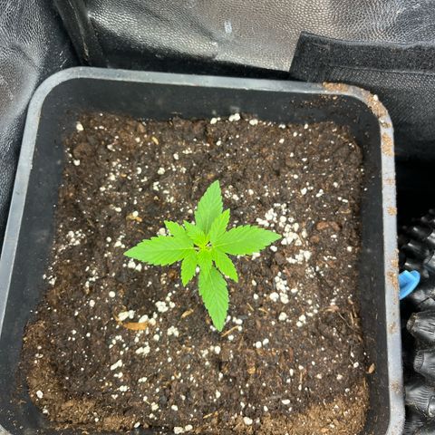 Pink Runtz Auto growlog timeline photo