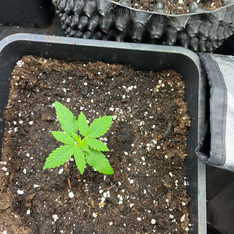 Pink Runtz Auto growlog timeline photo