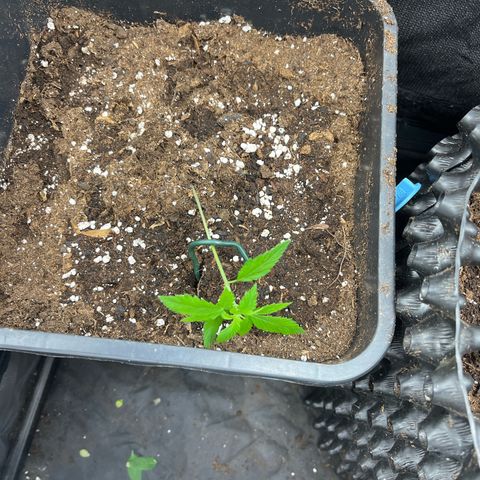 Pink Runtz Auto growlog timeline photo