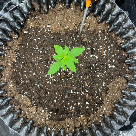 Pink Runtz Auto growlog timeline photo