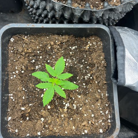 Pink Runtz Auto growlog timeline photo