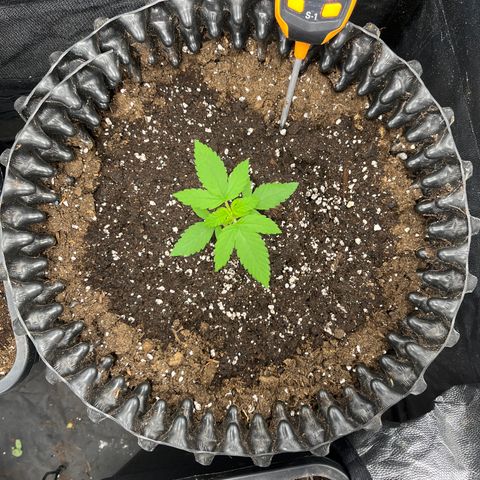 Pink Runtz Auto growlog timeline photo