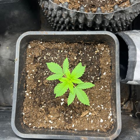 Pink Runtz Auto growlog timeline photo