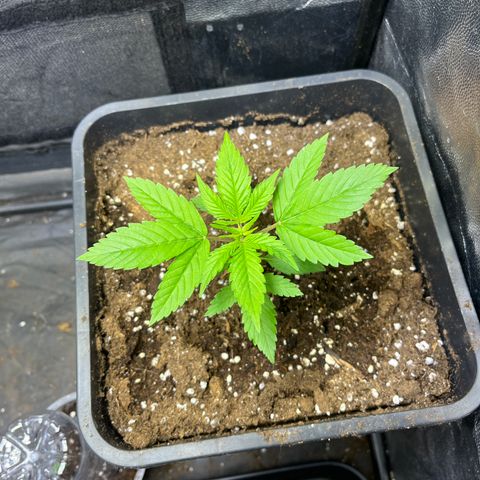 Pink Runtz Auto growlog timeline photo