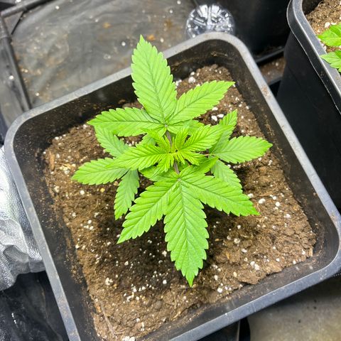 Pink Runtz Auto growlog timeline photo