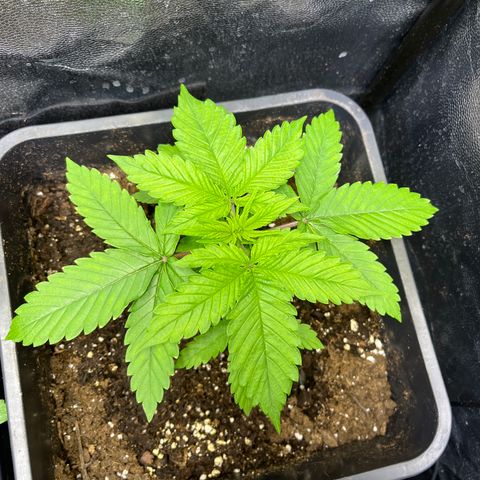 Pink Runtz Auto growlog timeline photo