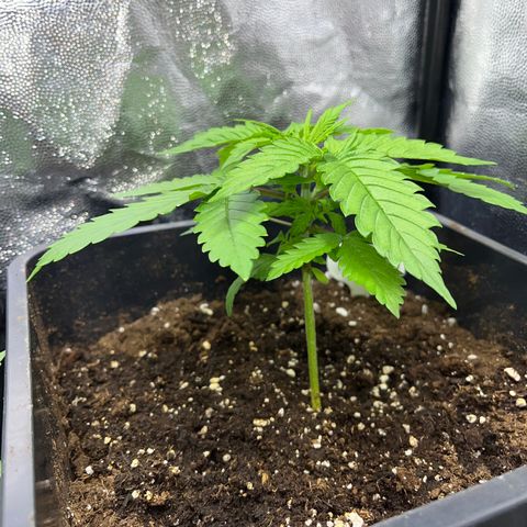 Pink Runtz Auto growlog timeline photo