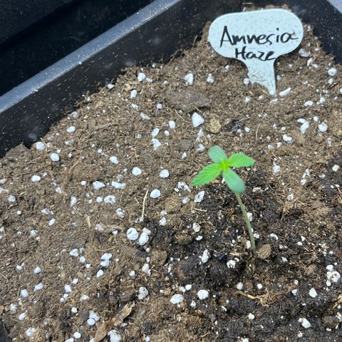 Amnesia Haze Automatic growlog timeline photo