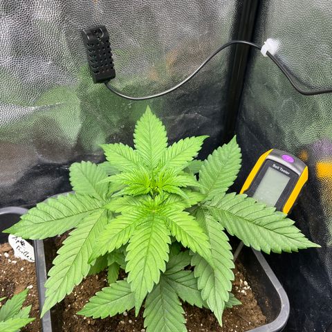 Pink Runtz Auto growlog timeline photo