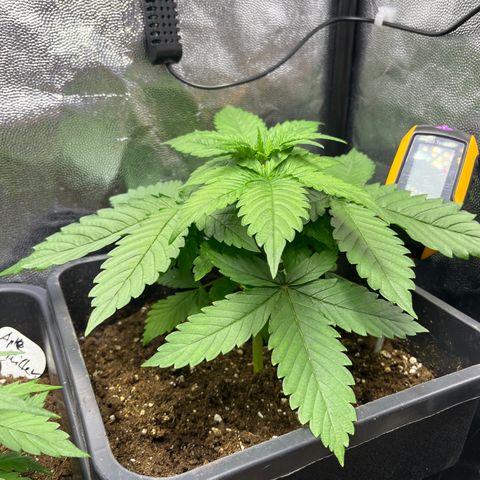 Pink Runtz Auto growlog timeline photo
