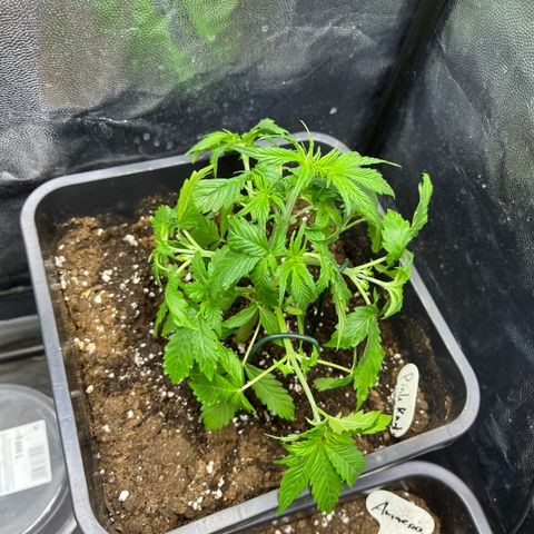 Pink Runtz Auto growlog timeline photo