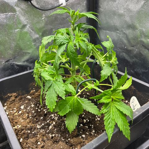Pink Runtz Auto growlog timeline photo