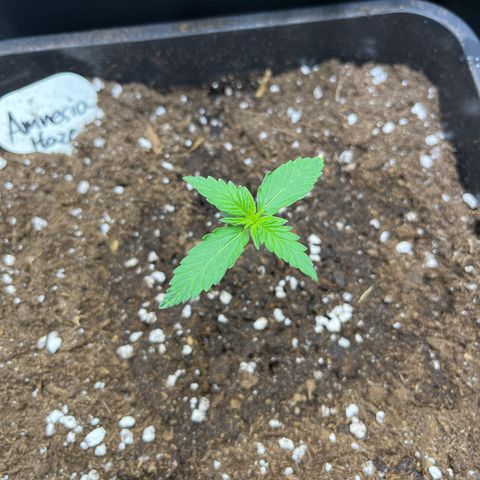 Amnesia Haze Automatic growlog timeline photo