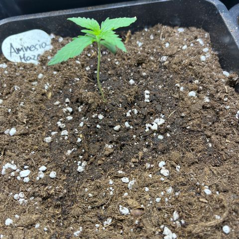 Amnesia Haze Automatic growlog timeline photo
