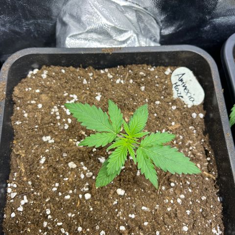Amnesia Haze Automatic growlog timeline photo