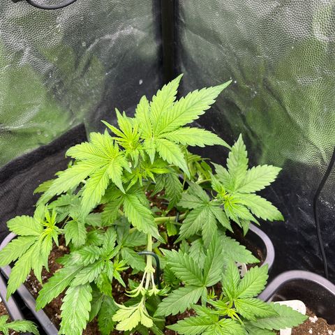 Pink Runtz Auto growlog timeline photo