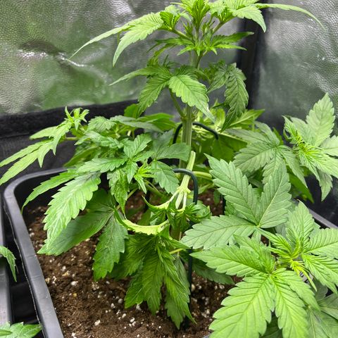 Pink Runtz Auto growlog timeline photo