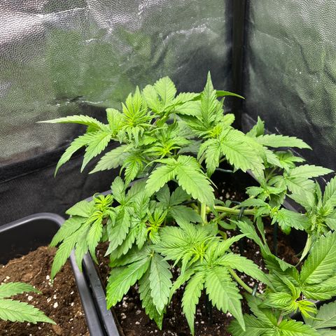 Pink Runtz Auto growlog timeline photo