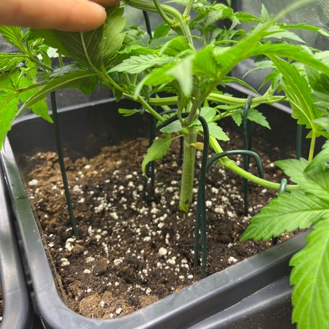 Pink Runtz Auto growlog timeline photo