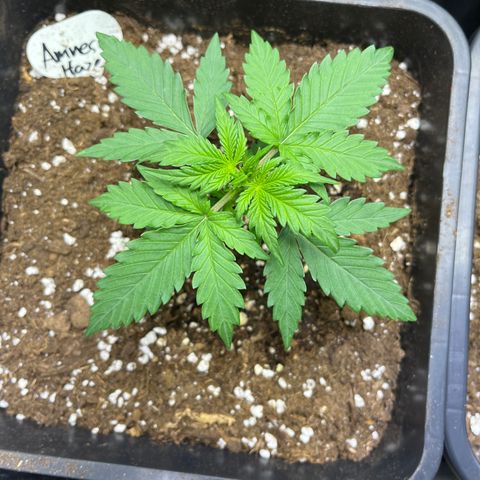 Amnesia Haze Automatic growlog timeline photo