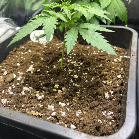 Amnesia Haze Automatic growlog timeline photo