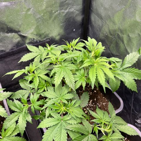 Pink Runtz Auto growlog timeline photo