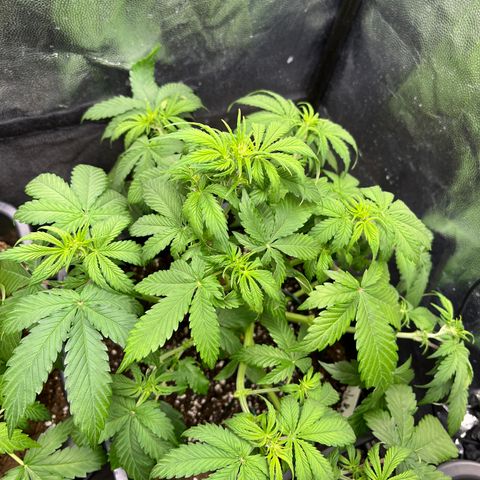 Pink Runtz Auto growlog timeline photo