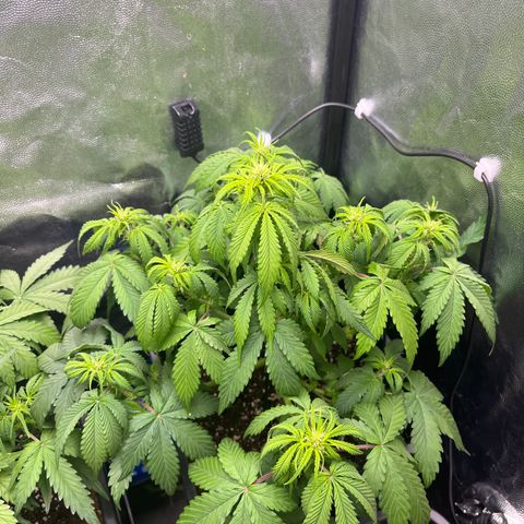 Pink Runtz Auto growlog timeline photo