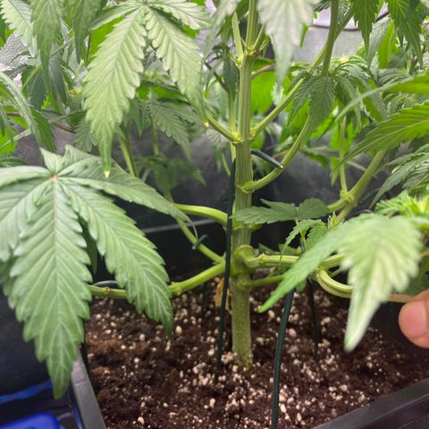 Pink Runtz Auto growlog timeline photo