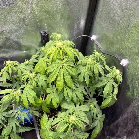 Pink Runtz Auto growlog timeline photo