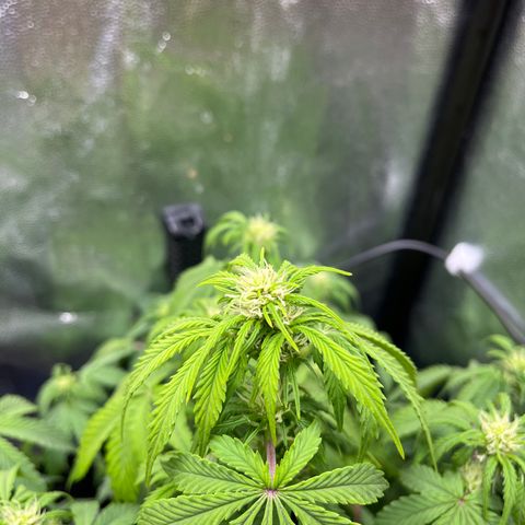 Pink Runtz Auto growlog timeline photo