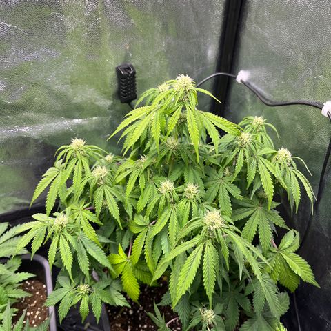 Pink Runtz Auto growlog timeline photo
