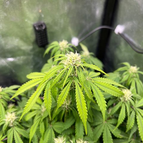 Pink Runtz Auto growlog timeline photo