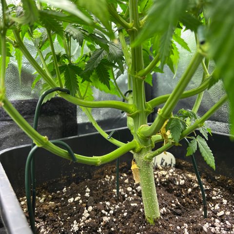 Pink Runtz Auto growlog timeline photo
