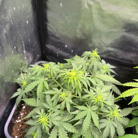 Amnesia Haze Automatic growlog timeline photo