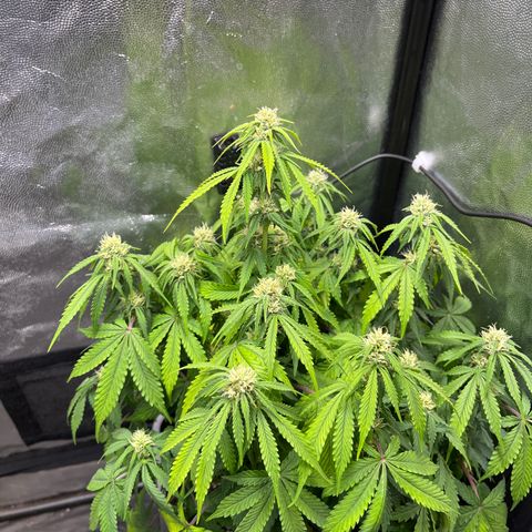 Pink Runtz Auto growlog timeline photo