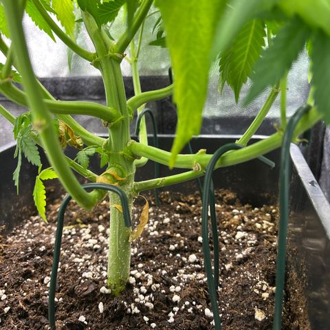 Pink Runtz Auto growlog timeline photo