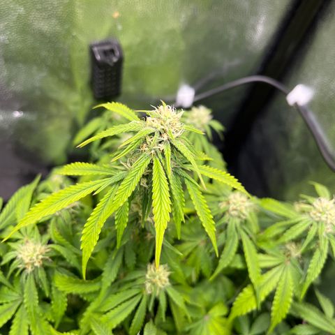Pink Runtz Auto growlog timeline photo