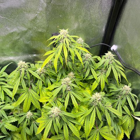Pink Runtz Auto growlog timeline photo