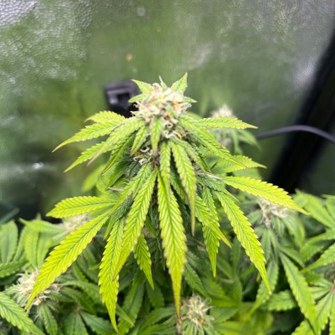 Pink Runtz Auto growlog timeline photo