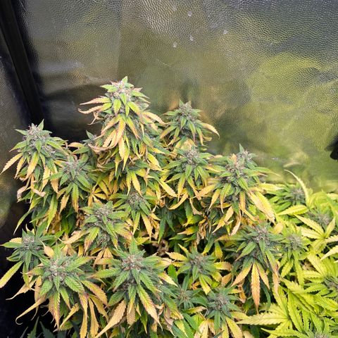 Pink Runtz Auto growlog timeline photo